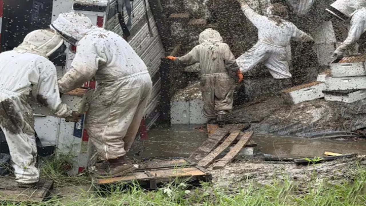 Kovan yüklü tır devrildi: İki milyon arı bölgeyi istila etti