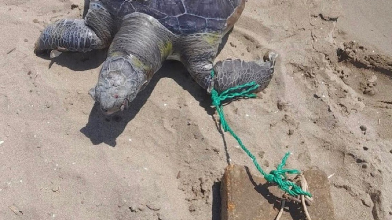 Pamucak sahilinde ayağına taş bağlanmış ölü deniz kaplumbağası bulundu