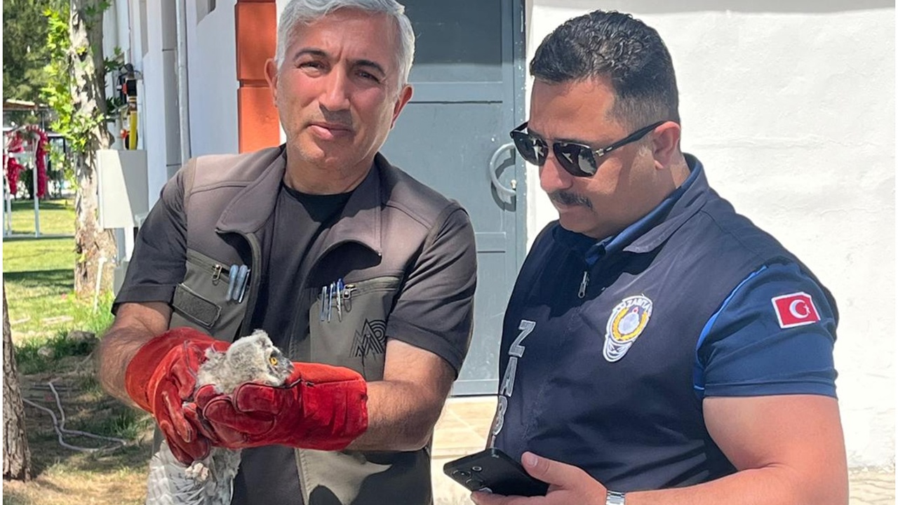 Battalgazi zabıtası bulduğu yavru baykuşu koruma altına aldı