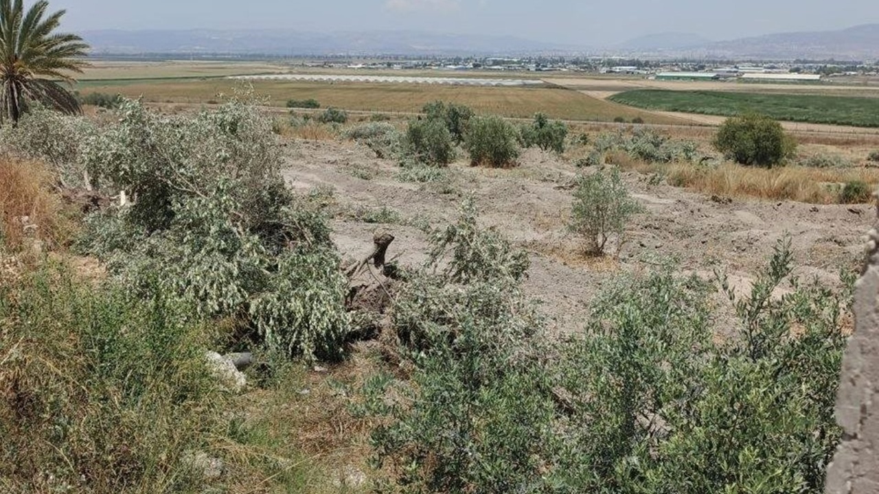 İşgalciler Filistin'de yüzlerce zeytin ağacını kökünden söktü