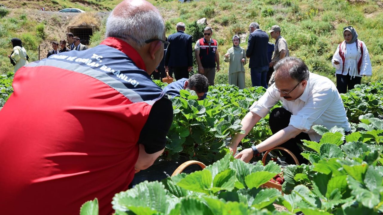 Siirt'te çilek hasadı başladı