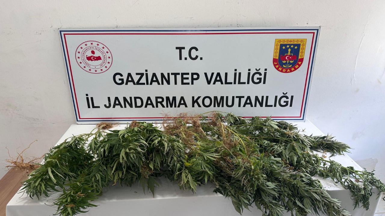 Gaziantep’te kenevir ekimine jandarma operasyonu