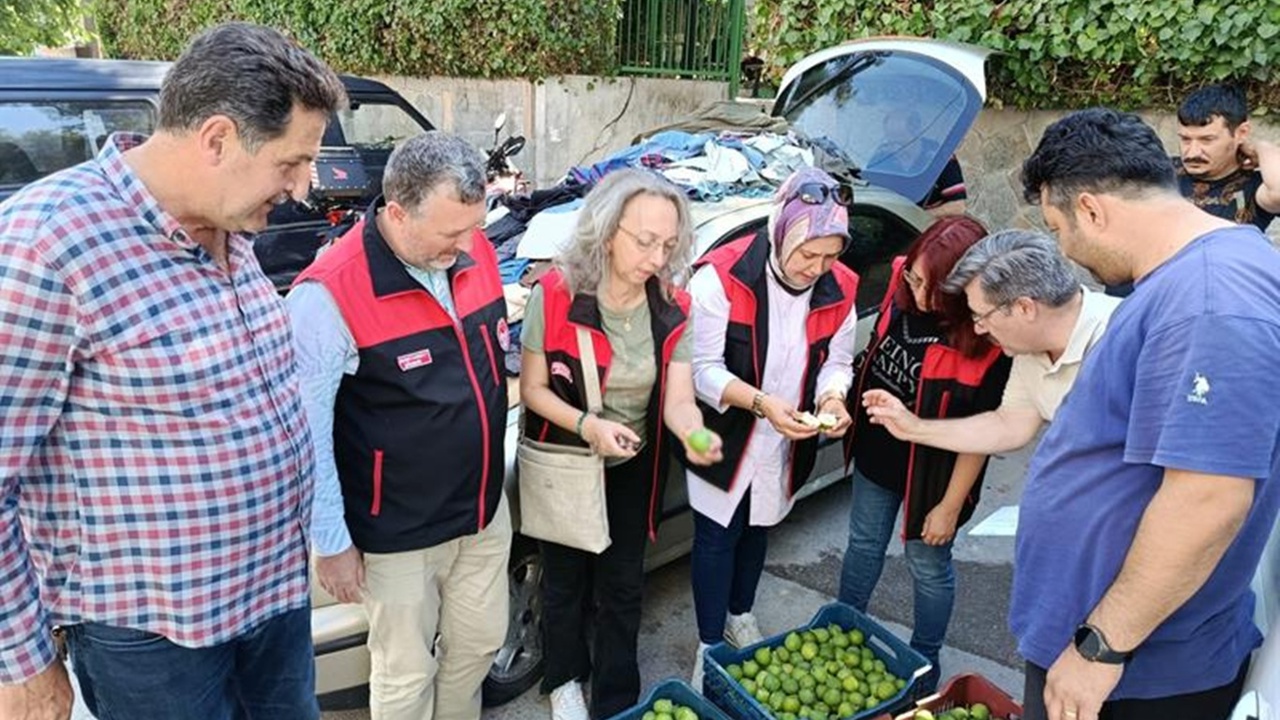 Bursa siyah inciri için ilek denetimleri tamamlandı