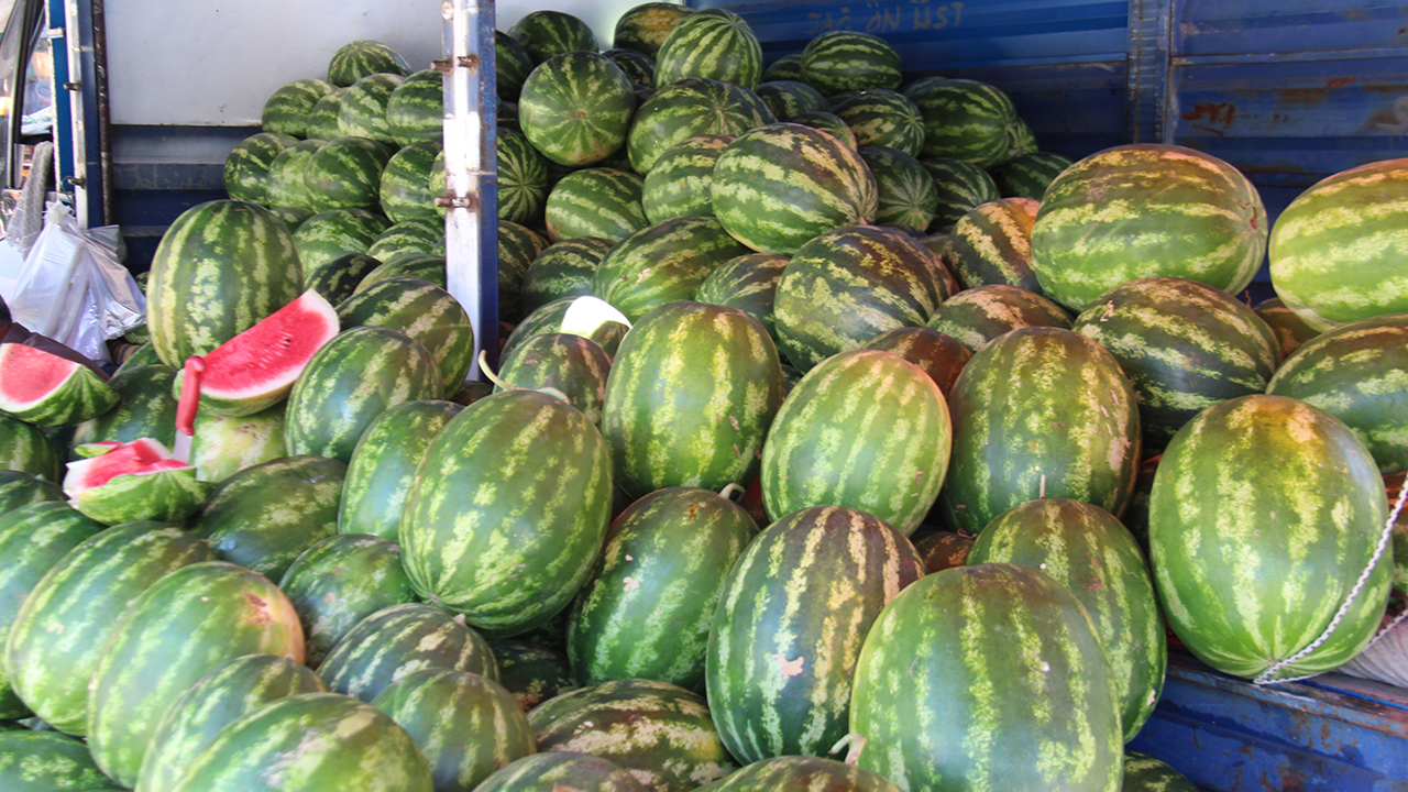 Kabak aşılı karpuzda verim arttı, lezzet düştü