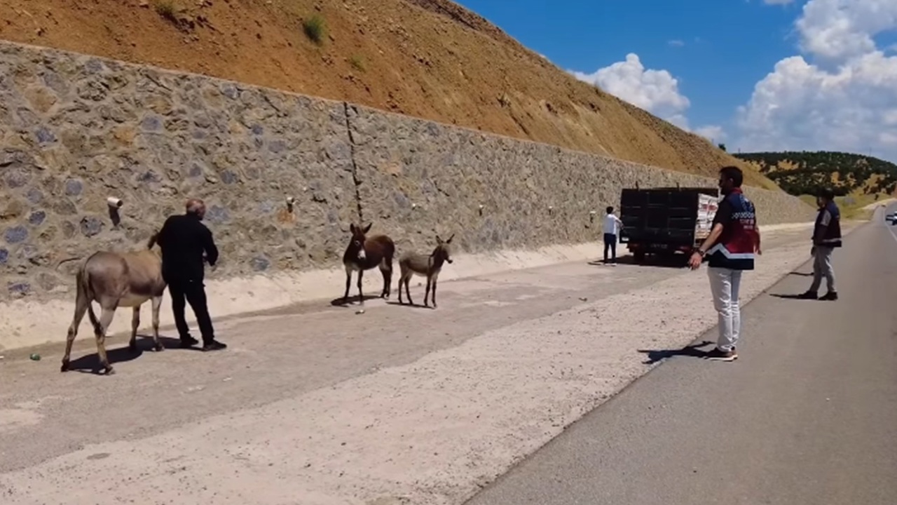 Bingöl'de başıboş bırakılan hayvanların sahiplerine ceza