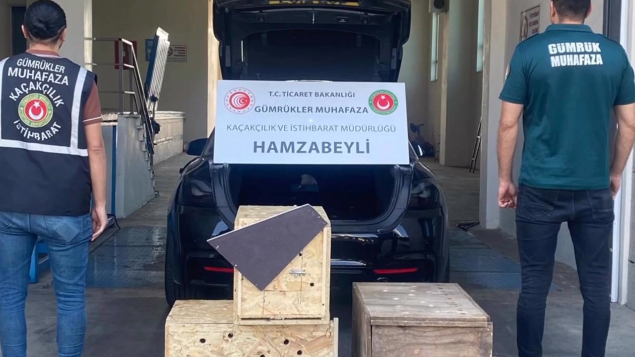 Hamzabeyli Gümrük Kapısı'nda 4 yaban hayvanı kurtarıldı