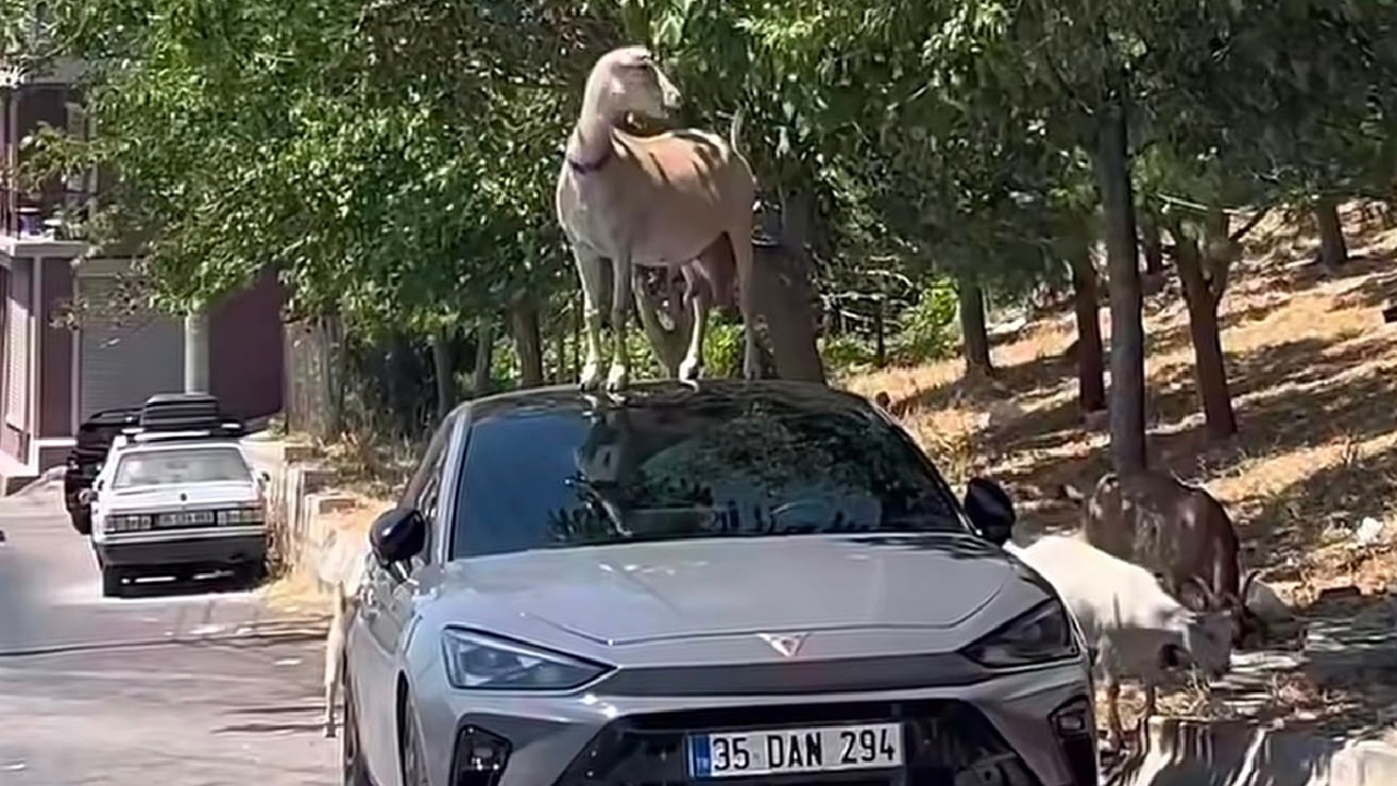 Kadifekale'de ilginç görüntü: Keçi yapraklara ulaşmak için otomobilin üzerine çıktı
