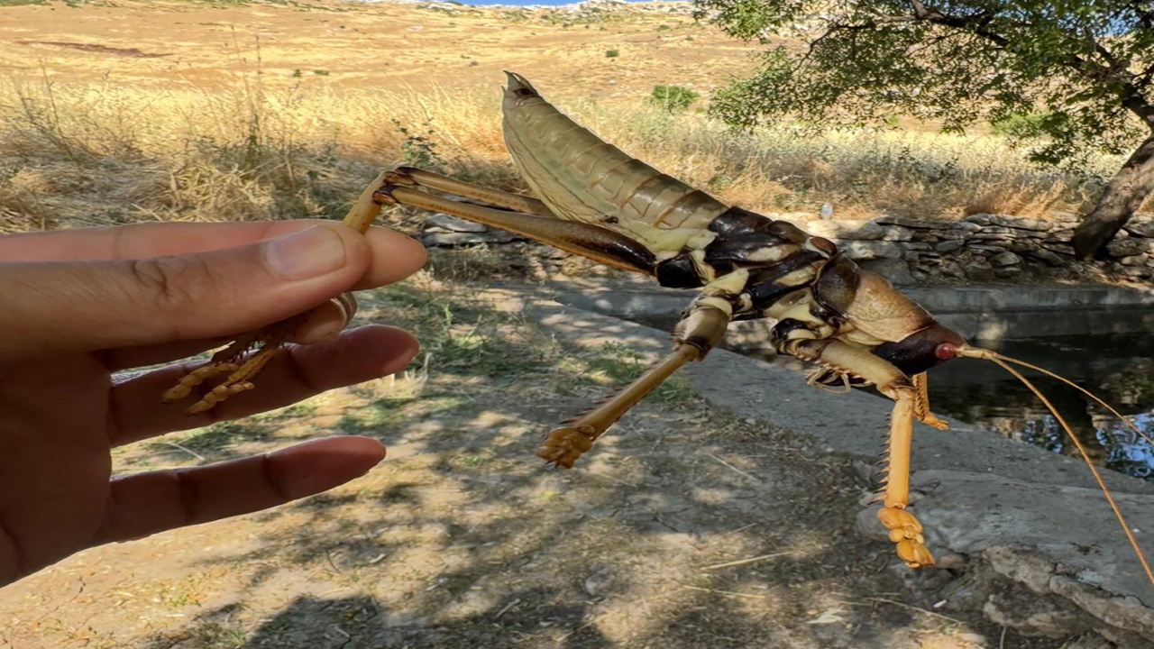 Diyarbakır'da görüntülenen etçil çekirge dikkat çekti