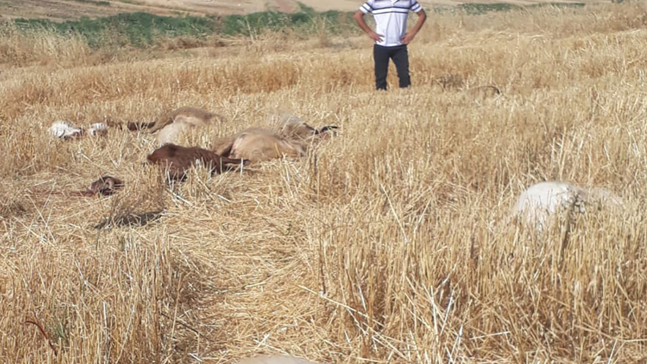 Diyarbakır'da iddiaya göre tarım ilacıyla kirlenen sudan içen 62 küçükbaş hayvan telef oldu