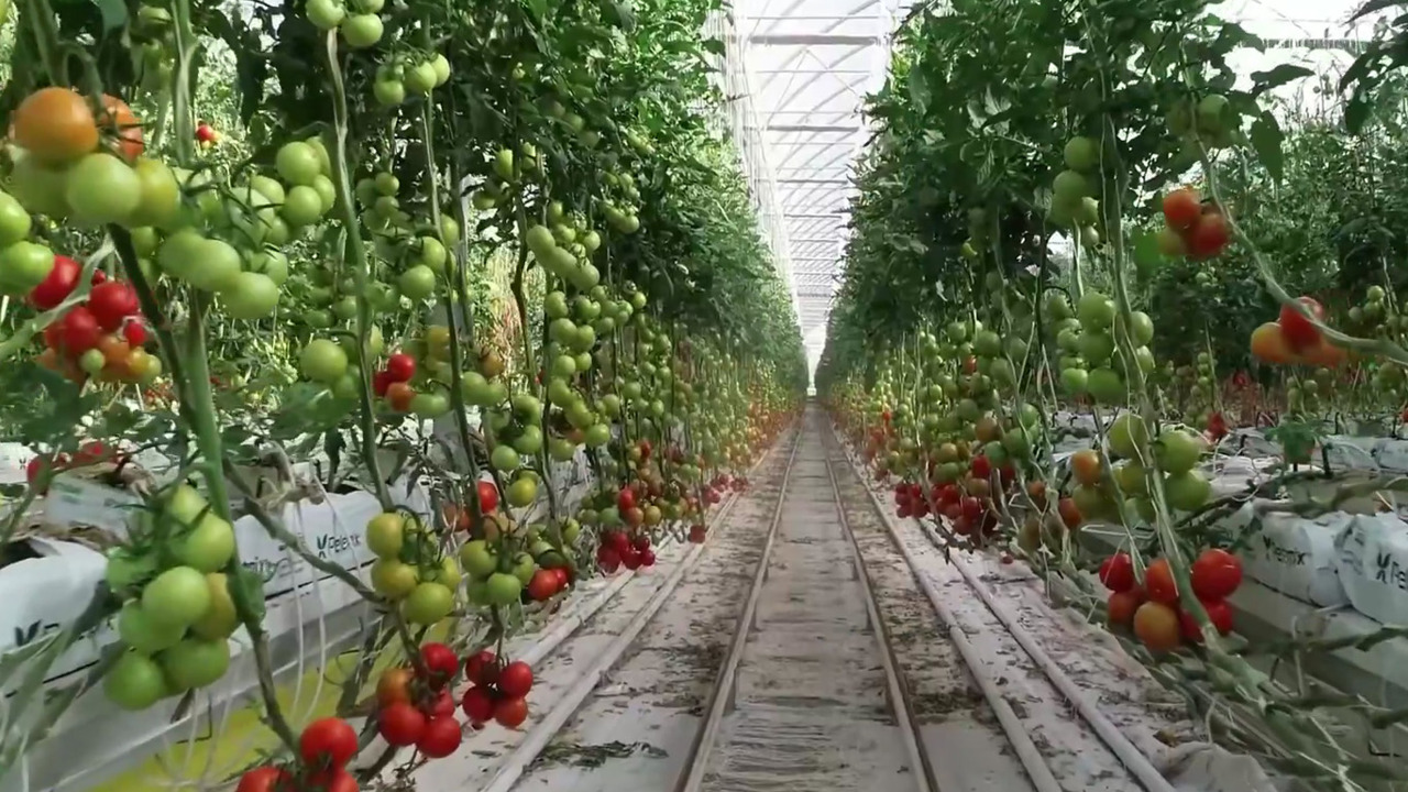 Balıkesir'e 2,5 milyar liralık sera yatırımı
