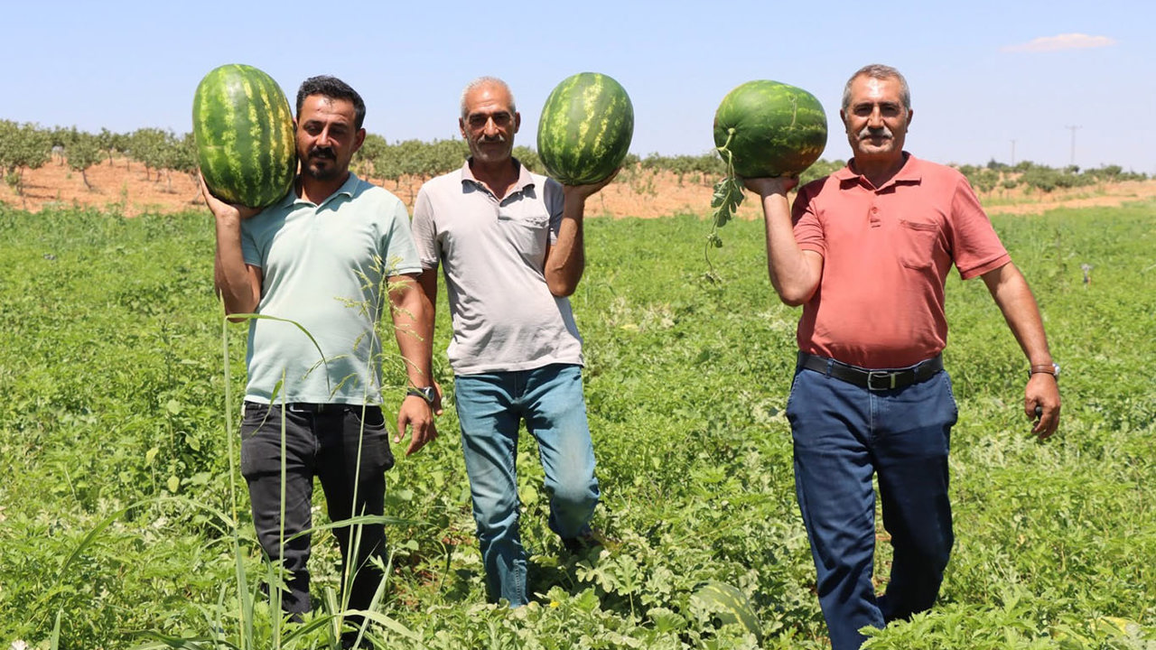 Kar suyunun bereketi Yaylak karpuzuna lezzet katıyor