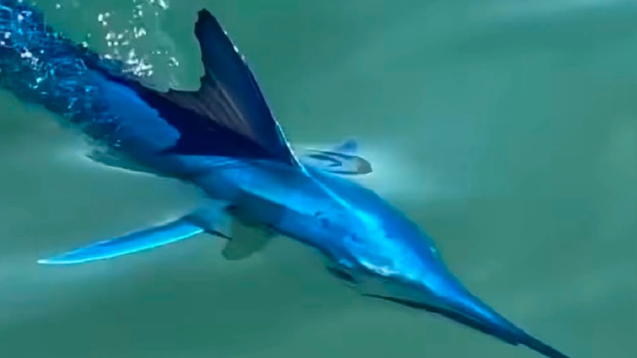Bodrum açıklarında nadir görülen mavi marlin görüntülendi
