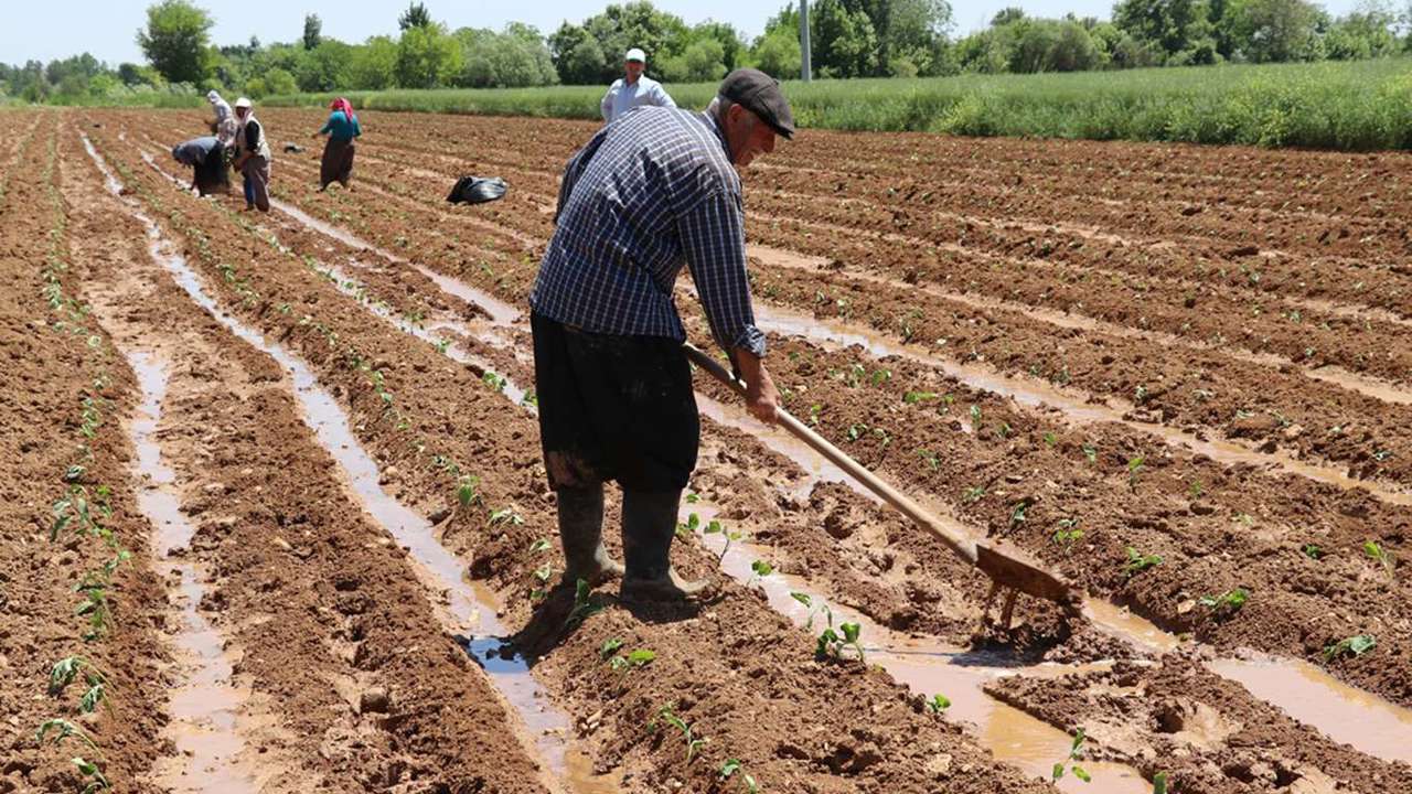 Tarımsal destek ödemeleri çiftçilerin hesaplarına aktarılacak