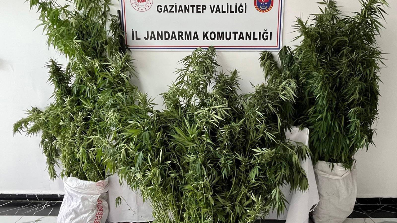 Gaziantep'te 215 kök kenevir ele geçirildi