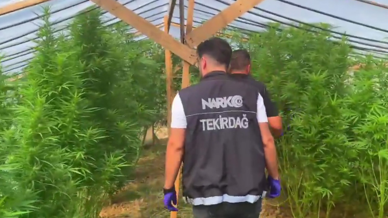 Tekirdağ'da bağ evine uyuşturucu operasyonu: 109 kök hint keneviri ele geçirildi