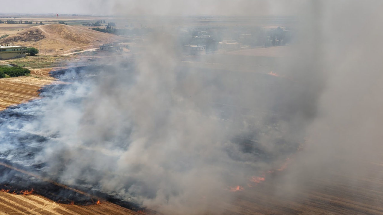 Şanlıurfa'da anıza doğrudan ekim uygulaması yaygınlaştırılıyor