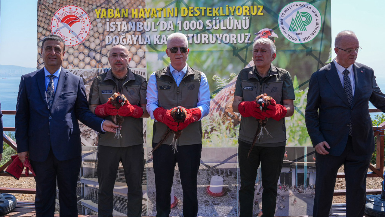 İstanbul Büyükada'da biyolojik mücadele için bin sülün doğaya bırakıldı