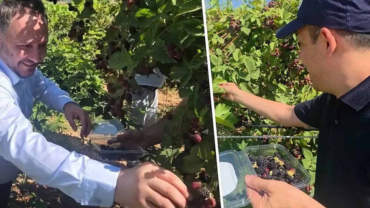 Siirt'te özel bireyler böğürtlen hasadı yaptı