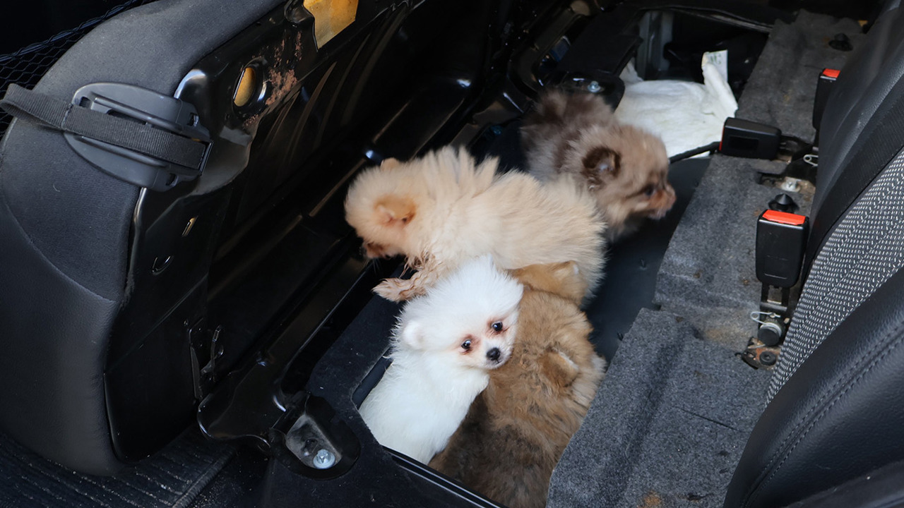 Kapıkule'de kaçak hayvan geçişinde gizlenen 5 yavru köpek kurtarıldı