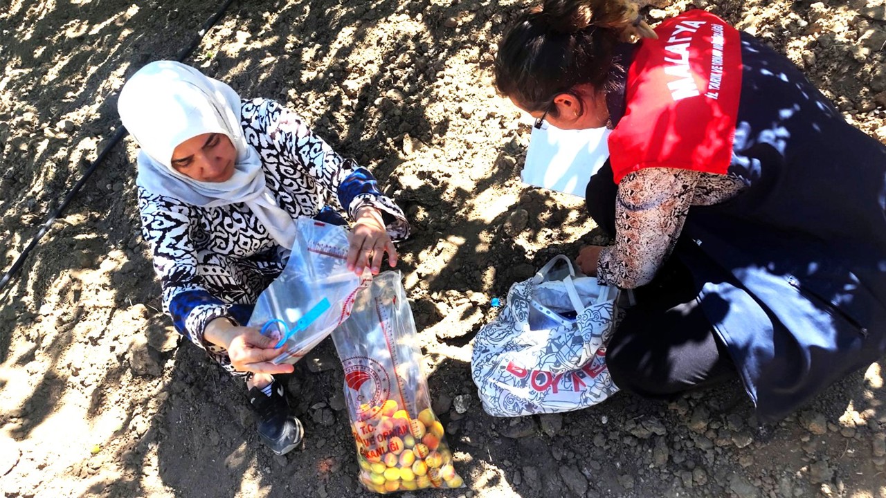 Malatya’da başta kayısı olmak üzere bitkisel üretimde pestisit denetimleri sürüy