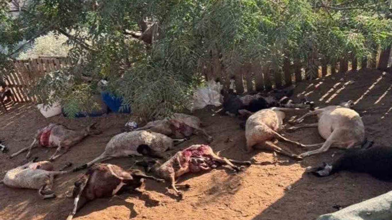 Siyonist yerleşimciler Nablus'ta Filistinlilerin hayvanlarını zehirledi