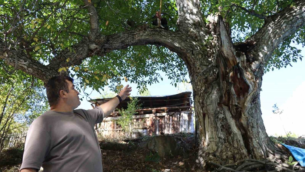 620 yıllık ceviz ağacında hasat
