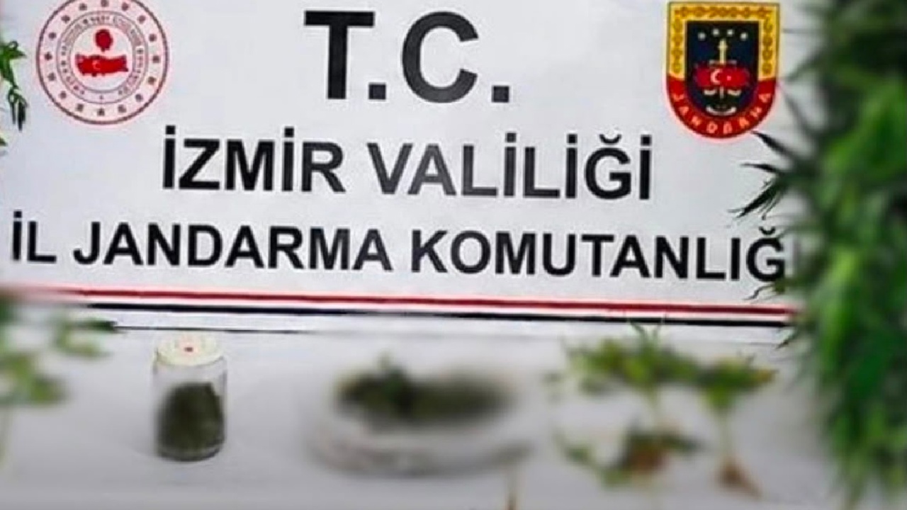 Ödemiş'te hint keneviri operasyonunda bir tutuklama