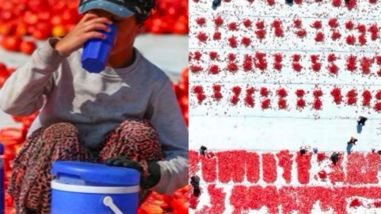 Torbalı Ovası'nda kurutulmuş domates mesaisi başladı