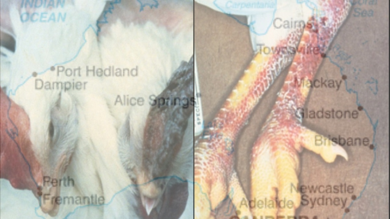 Avustralya'nın dördüncü eyaletinde H5N1 kuş gribi vakası doğrulandı
