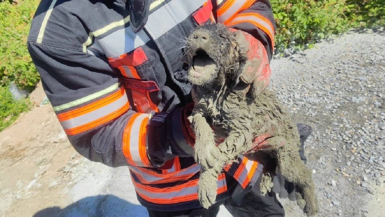 Malatya'da beton içerisinde mahsur kalan yavru köpek kurtarıldı