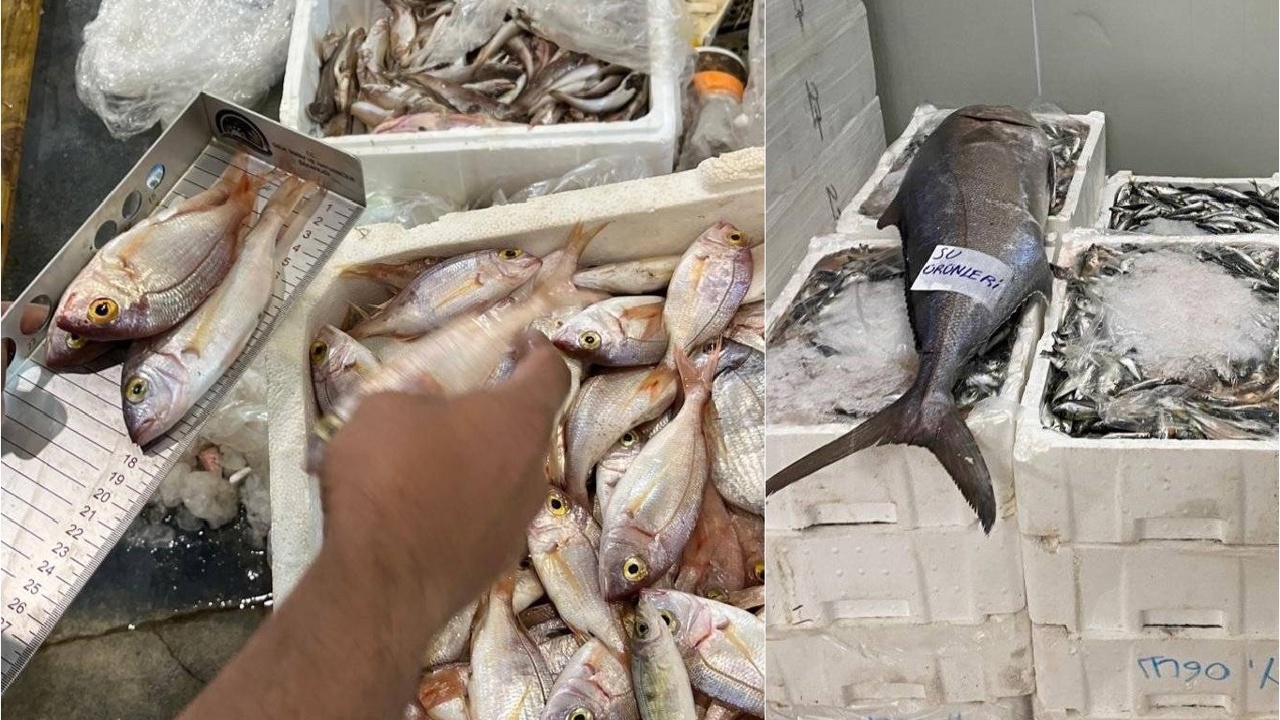 İzmir'de yasa dışı avlanan 241 kilogram su ürününe el konuldu