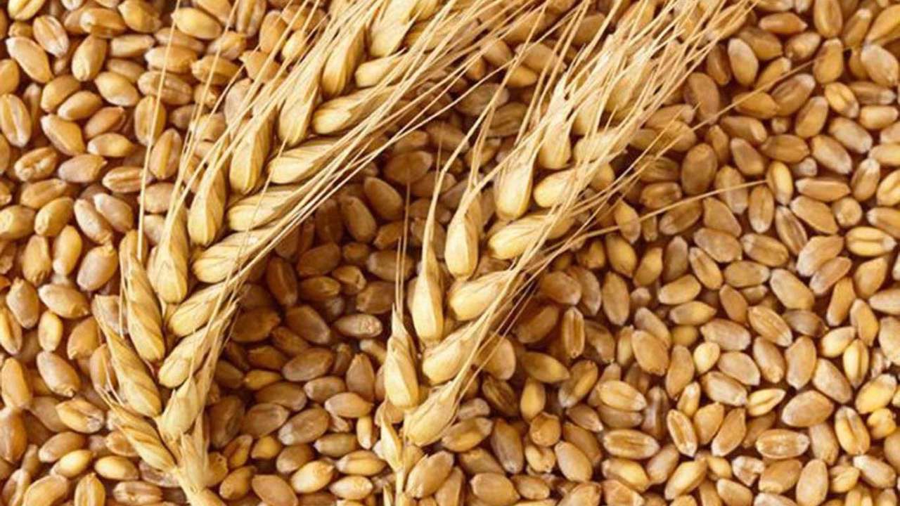 Ekmeklik buğday ihracatına yeniden izin verildi