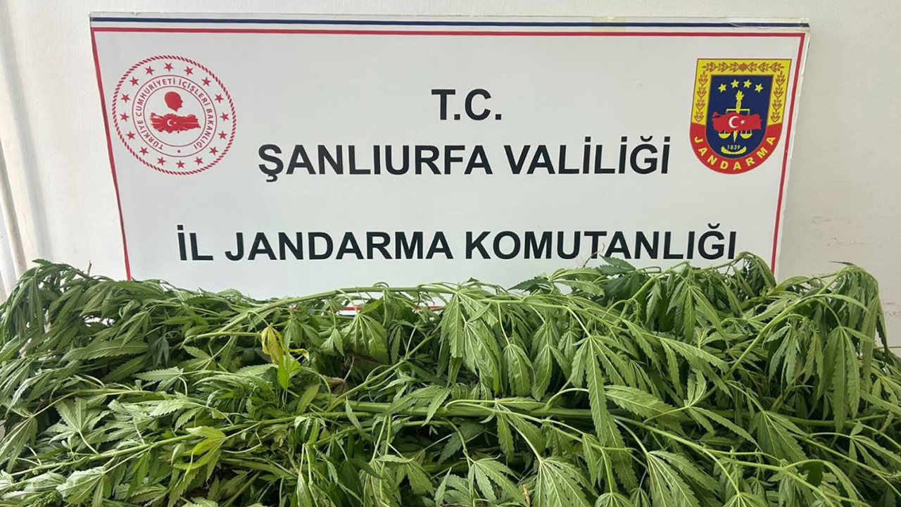 Şanlıurfa'da 35 kök kenevir ele geçirildi