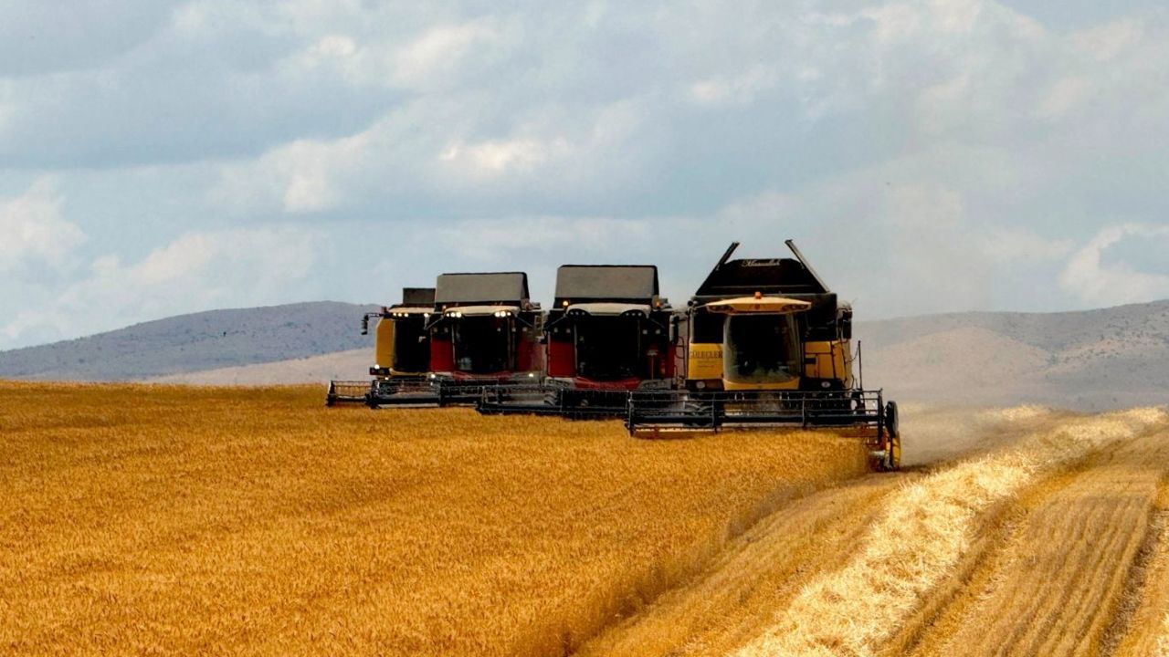 Anadolu Tarım İşletmesinde sertifikalı buğday hasadında sona yaklaşıldı