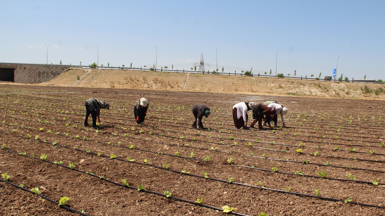 Tarım işçilerinin kavurucu sıcakta düşük yevmiyeyle geçim mücadelesi