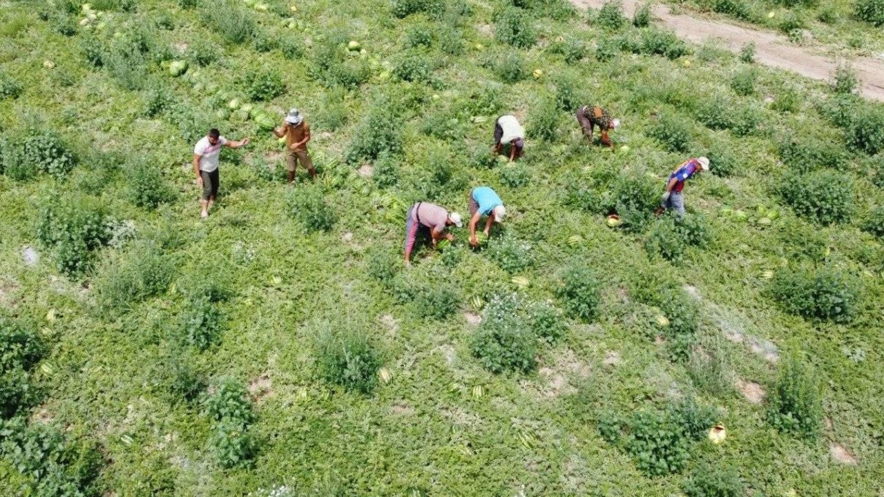 Yozgat'ta karpuz hasadı başladı