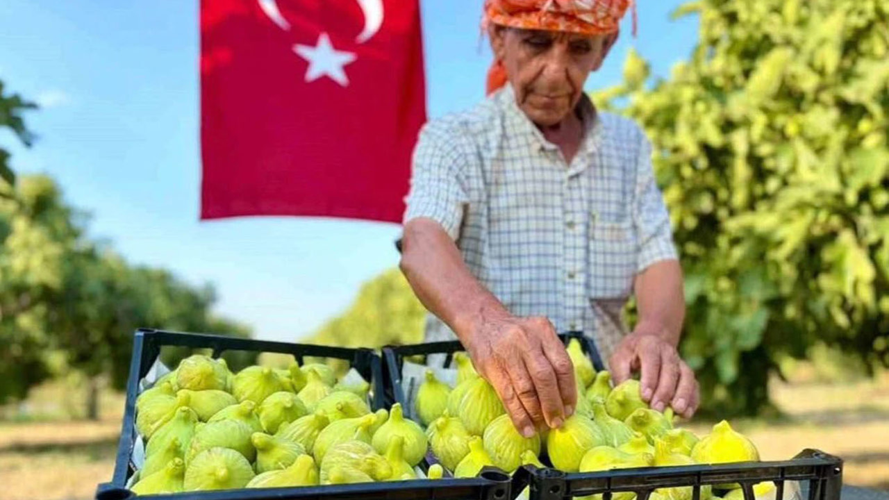 İzmir'de Bardacık İnciri hasadı başladı: Üretici verimden umutlu