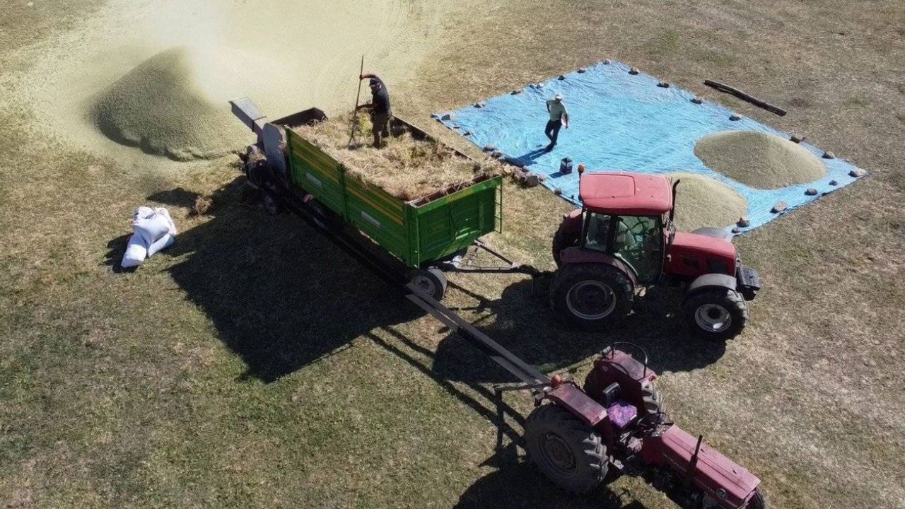 Yozgat'ta yeşil mercimek hasadı başladı
