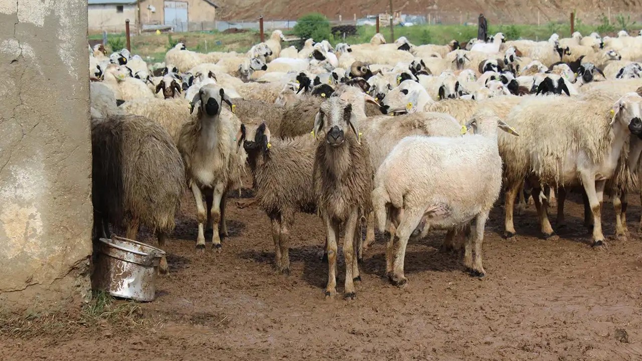 TİGEM'den 7 bin 350 baş küçükbaş için satış ihalesi