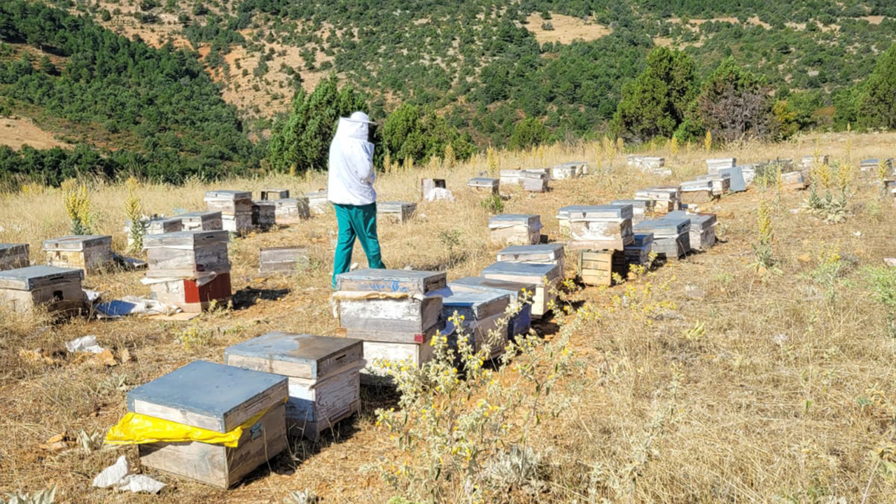 Ilgın’da arıcılık işletmeleri ve arı kolonileri kontrol ediliyor