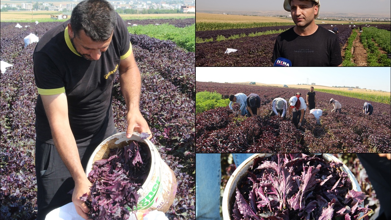 Mor reyhan hasadına başlayan çiftçiler: Bir makineyle Batman'ı marka yapabiliriz