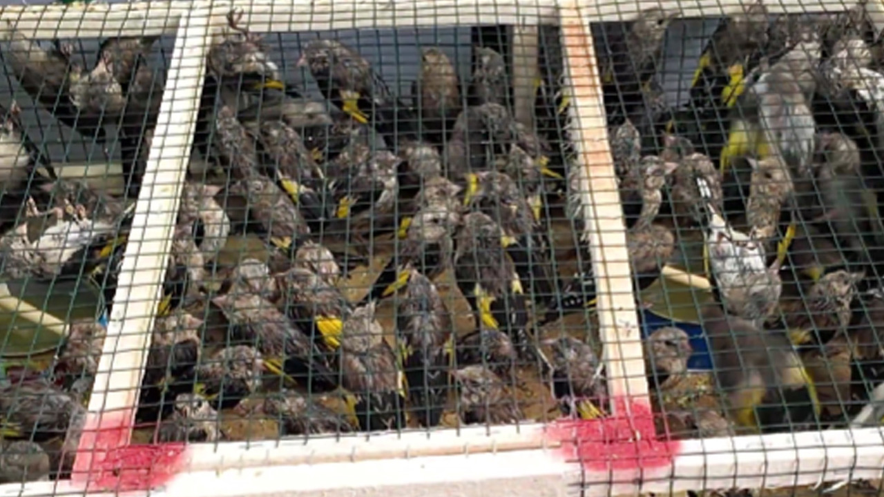 Suriye’ye kaçırılmak istenen 350 saka kuşu kurtarıldı