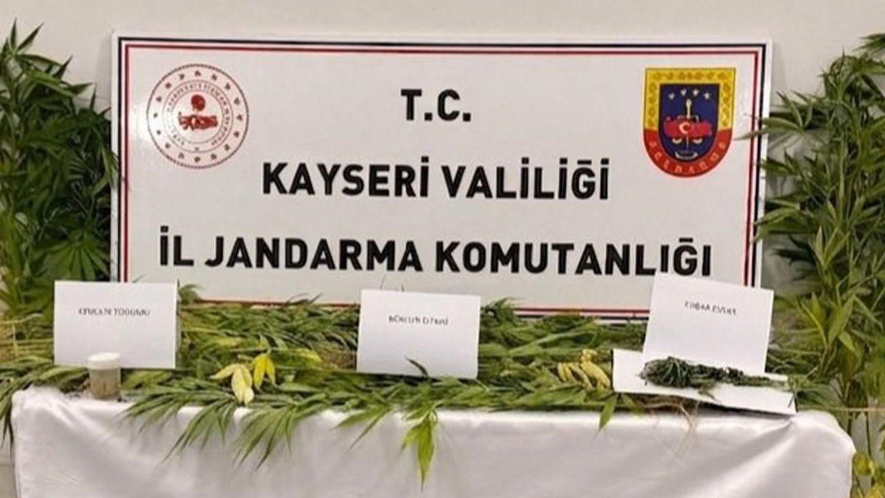 Kayseri’de 52 kök kenevir ve esrar ele geçirildi
