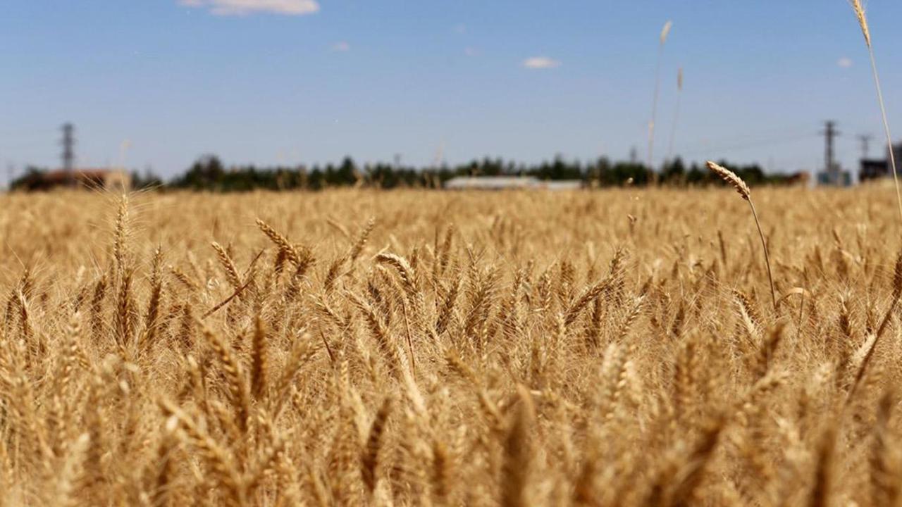 Şanlıurfa'da buğday ve arpa fiyatları belli oldu
