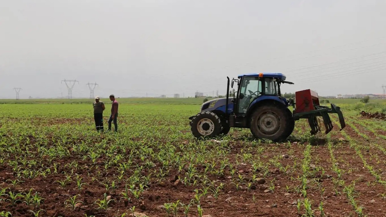 Destekleme ödemeleri çiftçilerin hesabına bugün yatacak