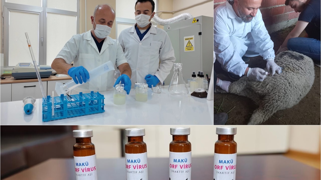 Küçükbaş hayvancılıkta Ektima hastalığınıa karşı yerli aşı geliştirildi