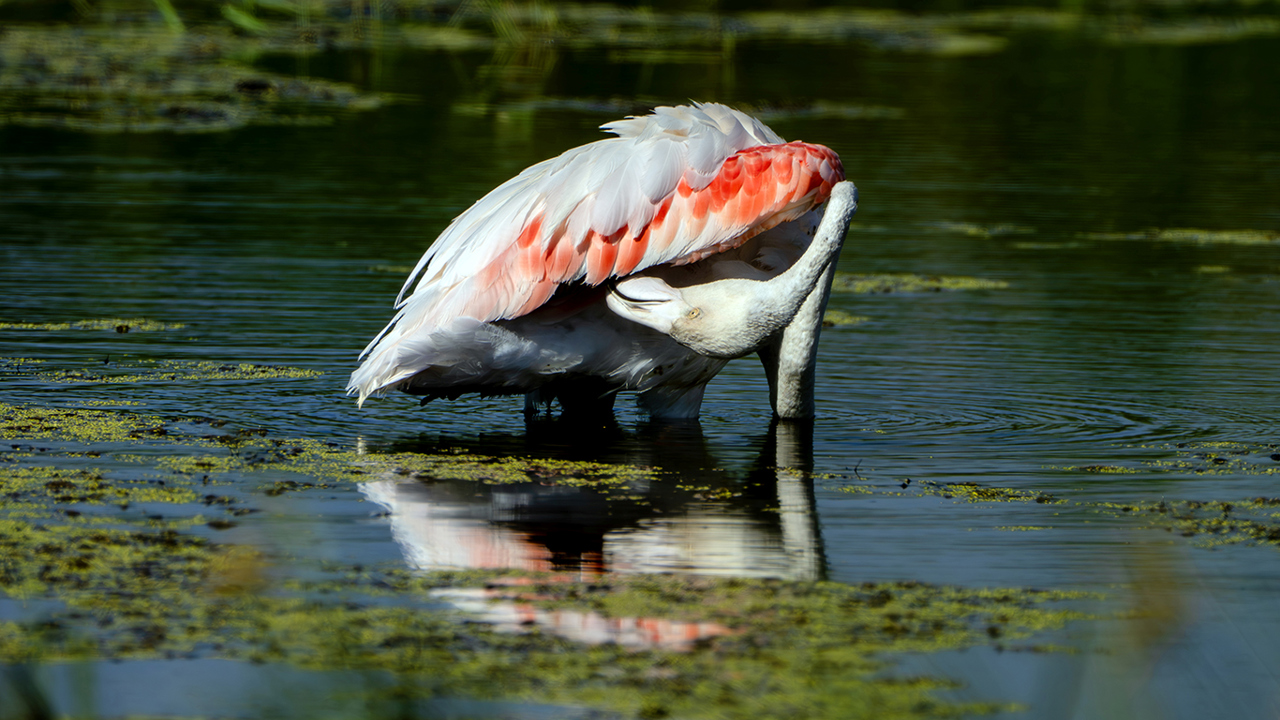 Diyarbakır’da leyleklerin arasında flamingo sürprizi