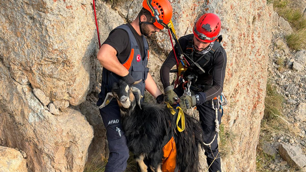 Şırnak'ta dağda mahsur kalan keçiler için ekipler seferber oldu