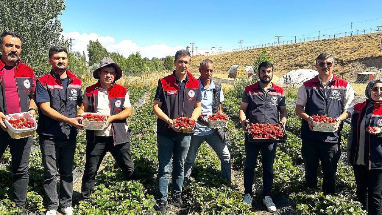 Aroma kalitesi yüksek çilekler yetiştiriyorlar