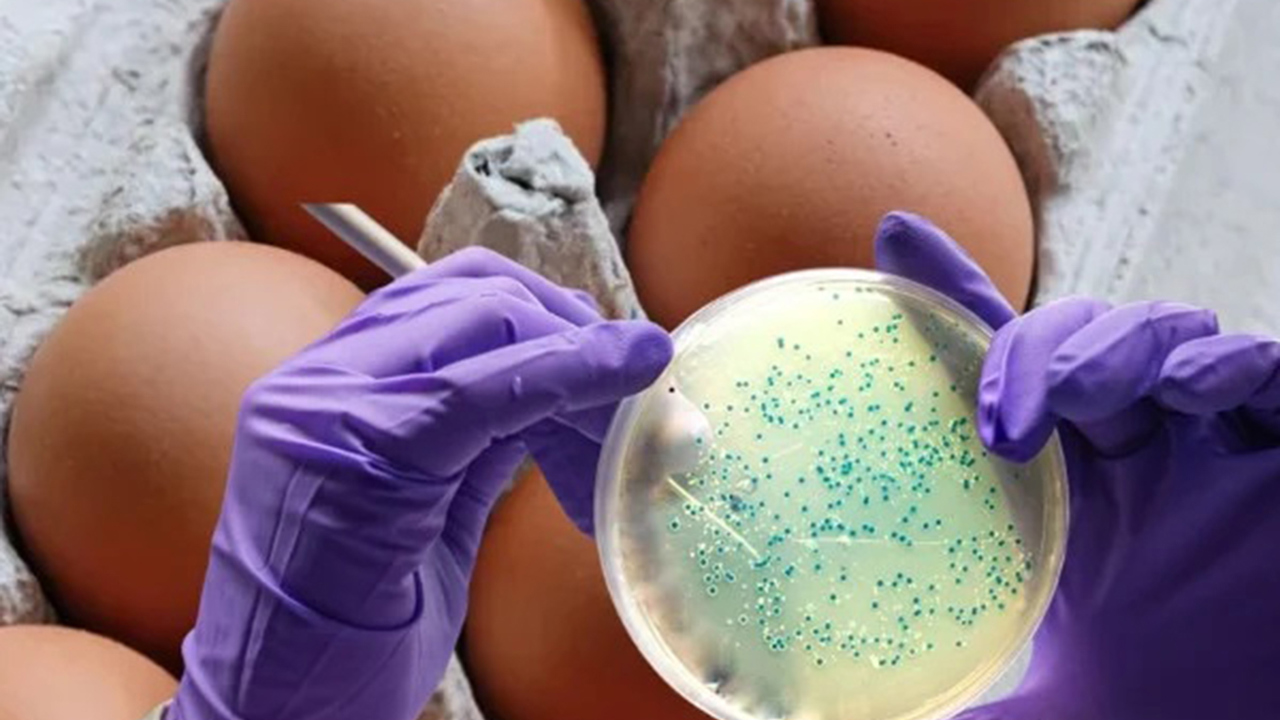 İngiltere'de salmonella salgını: 1 kişi öldü, 207 kişide virüs tespit edildi
